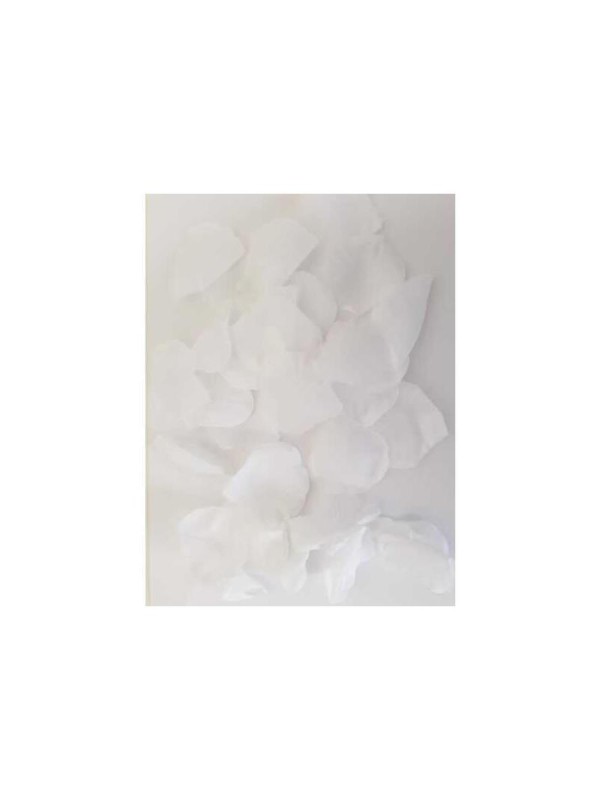 100 Petalos Color Blanco